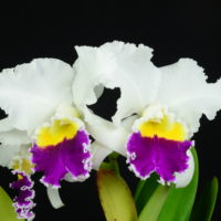 XLVI Exposición Nacional Orquídeas tendrá más de 1,500 orquídeas