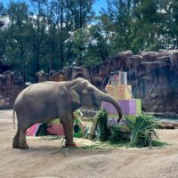 El Ícono del Zoológico La Aurora: Trompita Celebra su 64° Cumpleaños